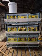 Kwartelkooi voor de leg, Dieren en Toebehoren