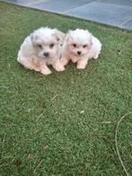 Maltezer pups, Dieren en Toebehoren, België, Maltezer, Fokker | Hobbymatig, CDV (hondenziekte)
