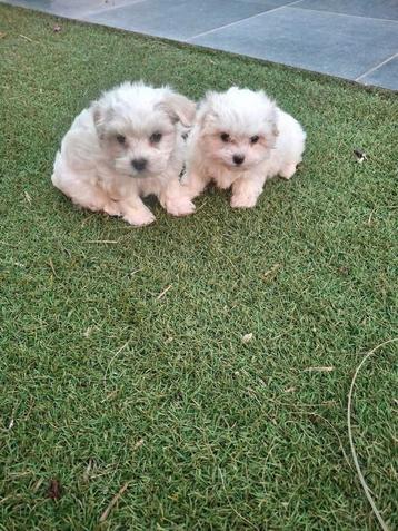 Maltezer pups  beschikbaar voor biedingen