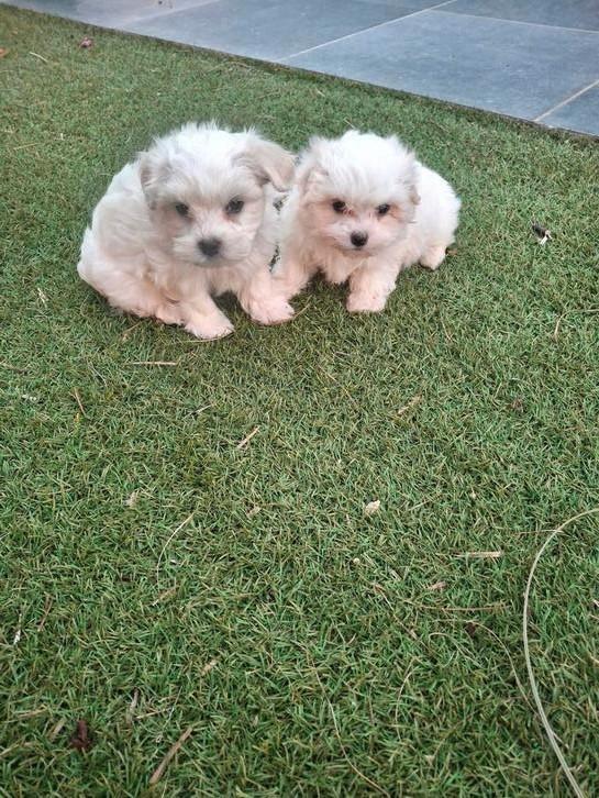Maltezer pups, Dieren en Toebehoren, Honden | Chihuahua's en Gezelschapshonden, Meerdere dieren, Maltezer, Fokker | Hobbymatig