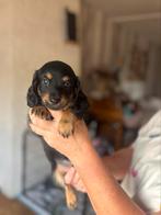 Langhaar dwerg kaninchen teckel pups,in huis grootgebracht !, Dieren en Toebehoren, Honden | Teckels en Dashonden, België, Fokker | Hobbymatig