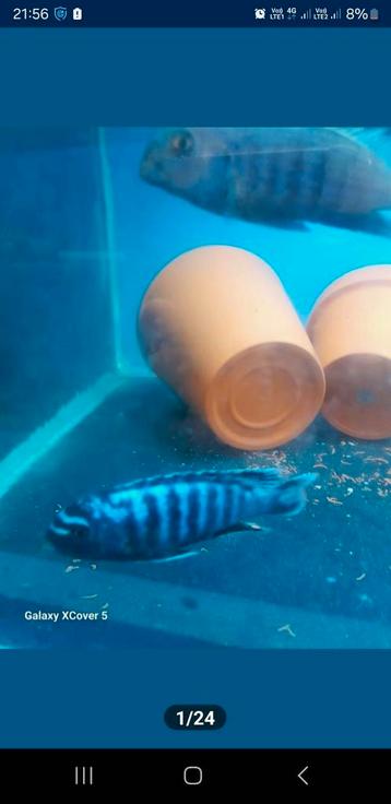 Ps. Saulosi coral red mannen beschikbaar voor biedingen