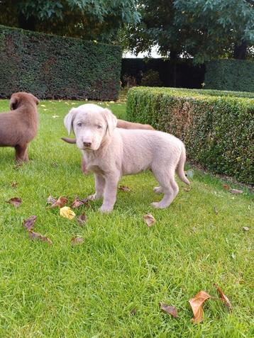 Chiots Choco Labrador disponible aux enchères