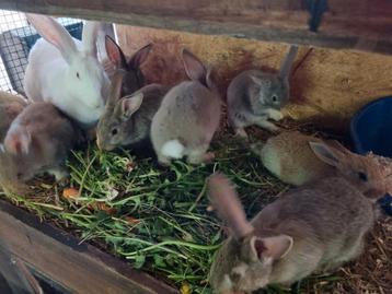 Géant flamand X white van Dendermonde, Animaux & Accessoires, Lapins