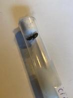 Formica Cinerea koningin, Dieren en Toebehoren, Insecten en Spinnen, Mieren
