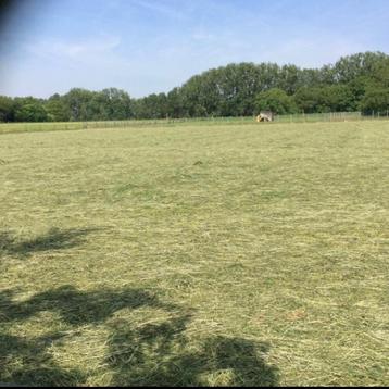 Te koop: laatste extra kleine pakken weidehooi beschikbaar voor biedingen