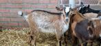 Belle chèvre hermine., Animaux & Accessoires, Moutons, Chèvres & Cochons, Mâle, Chèvre, 0 à 2 ans