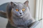Britse korthaar te koop enkel particulier, Dieren en Toebehoren, Katten en Kittens | Raskatten | Korthaar, Poes