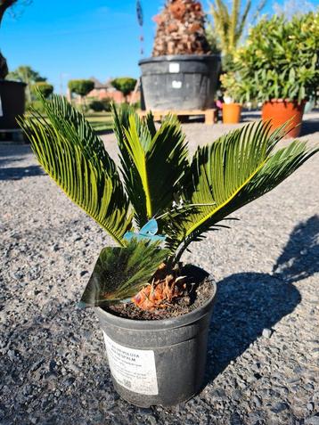 Cycas Revoluta - Vredespalm  beschikbaar voor biedingen