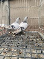 Super takla bozz, Dieren en Toebehoren, Vogels | Duiven