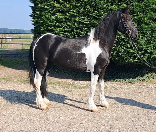 Super knappe type barock pinto!, Dieren en Toebehoren, Paarden, Ruin, Minder dan 160 cm, 7 tot 10 jaar, Recreatiepaard, Gechipt