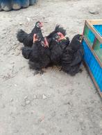 Cochin krielen haantjes, Dieren en Toebehoren, Pluimvee