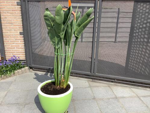Strelitzia of paradijsvogelplant, Tuin en Terras, Planten | Tuinplanten, Ophalen