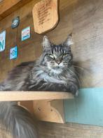 ️ Maine coon ️, Dieren en Toebehoren, Poes, Gechipt, 3 tot 5 jaar