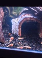 Ancistruss jongen, Dieren en Toebehoren, Vissen | Aquariumvissen, Vis, Zoetwatervis