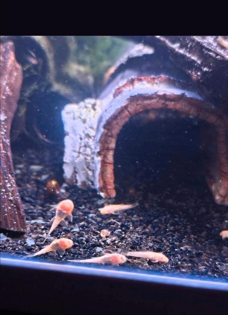 Ancistruss jongen, Dieren en Toebehoren, Vissen | Aquariumvissen, Zoetwatervis, Vis