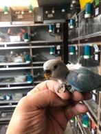 Blauw opalin baby dwergpapegaai