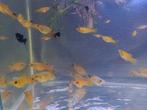 Platy's en black Molly. Gratis te bekomen, Dieren en Toebehoren