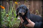 Teckel pups korthaar, Dieren en Toebehoren, Honden | Teckels en Dashonden, België, CDV (hondenziekte), 8 tot 15 weken, Korthaar