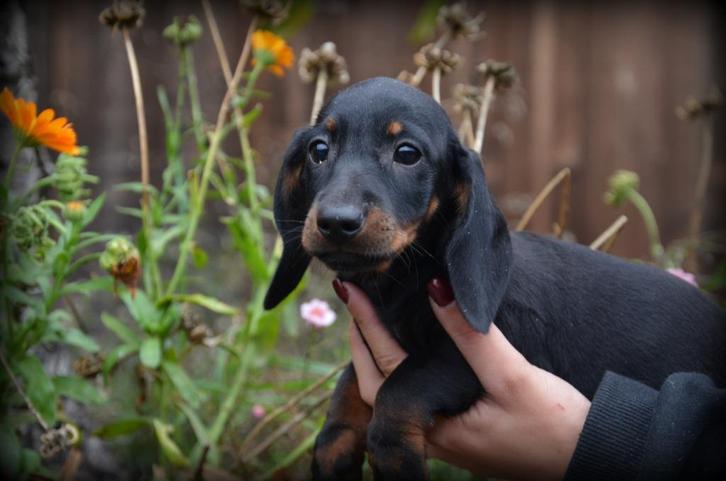 Teckel pups korthaar, Dieren en Toebehoren, Honden | Teckels en Dashonden, Meerdere dieren, Korthaar, Dwerg, Fokker | Professioneel