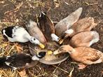 Eendjes zoeken een thuis, Dieren en Toebehoren, Meerdere dieren, Eend