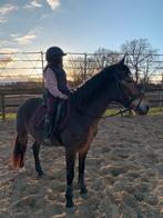 Knappe & talentvolle D-pony te koop, Dieren en Toebehoren, Pony's, Merrie, B, Gechipt, 3 tot 6 jaar
