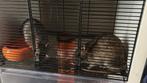 Ratjes, Dieren en Toebehoren, Rat, Maart, Mannelijk, Tam