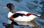 Des canards, des canards qui courent, des canards de Rouen,, Plusieurs animaux, Canard