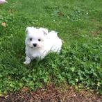 Maltezer pups, België, Maltezer, CDV (hondenziekte), 8 tot 15 weken