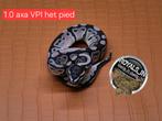 Ball python/python regius/konings python, Dieren en Toebehoren