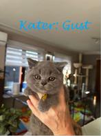 kittens Brits Korthaar met stamboom, Meerdere dieren, Gechipt, 0 tot 2 jaar