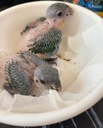 Zwartkop caique, Dieren en Toebehoren, Vogels | Parkieten en Papegaaien, Geringd