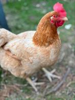 Kip zoekt nieuwe thuis, Animaux & Accessoires, Volatiles, Poule ou poulet
