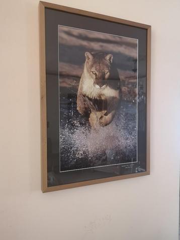 Kader Montain Lion Utah - Werner Van Steen  beschikbaar voor biedingen