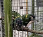 BRR Papegaaien, Dieren en Toebehoren, Vogels | Parkieten en Papegaaien, Meerdere dieren, Papegaai, Geringd