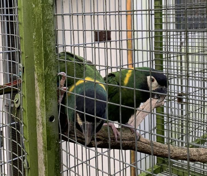 BRR Papegaaien, Dieren en Toebehoren, Vogels | Parkieten en Papegaaien, Papegaai, Meerdere dieren, Geringd