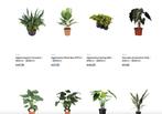 Nieuwe woocommerce webshop in planten te koop
