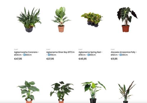 Nieuwe woocommerce webshop in planten te koop, Articles professionnels, Exploitations & Reprises