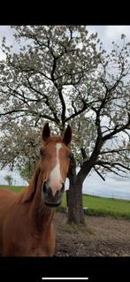 3-jarige spring merrie, Dieren en Toebehoren, Paarden, Merrie, Springpaard, Gechipt, 3 tot 6 jaar