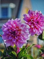 dahlia bloembolllen, Jardin & Terrasse, Bulbes & Semences, Printemps, Oignon, Envoi, Mi-ombre