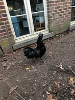 Ayam cemani haan, Dieren en Toebehoren, Pluimvee, Mannelijk, Kip