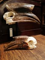 Koppel blauwkeel neushoornvogel, Verzamelen, Dierenverzamelingen, Ophalen of Verzenden, Schedel