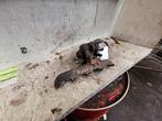 Turbo van een Mini Cooper, Auto-onderdelen, Ophalen of Verzenden, 3 maanden garantie, Gebruikt, Mini