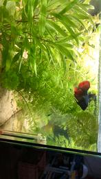 Beta vrouwtje, Dieren en Toebehoren, Zoetwatervis