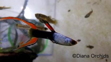 Zeldzame Guppy Endler Silverado Black Flame * Oudenburg beschikbaar voor biedingen