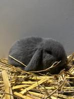 1 blauwe voedster en 2 middenblauwmarter rammetjes, Dieren en Toebehoren, Konijnen