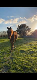 Braaf rijpaard gezocht, Dieren en Toebehoren, Paarden