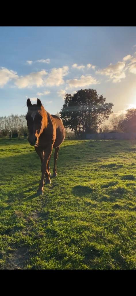 Braaf rijpaard gezocht, Dieren en Toebehoren, Paarden