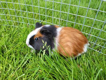 Tricolor Cavia beertje