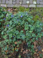 Geranium rozanne, Tuin en Terras, Planten | Tuinplanten, Ophalen of Verzenden